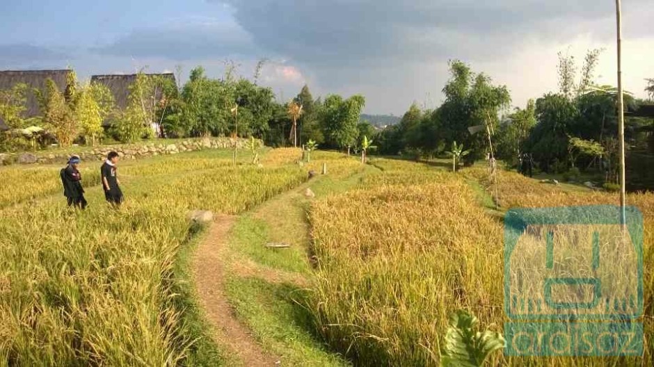 Ladang sawah